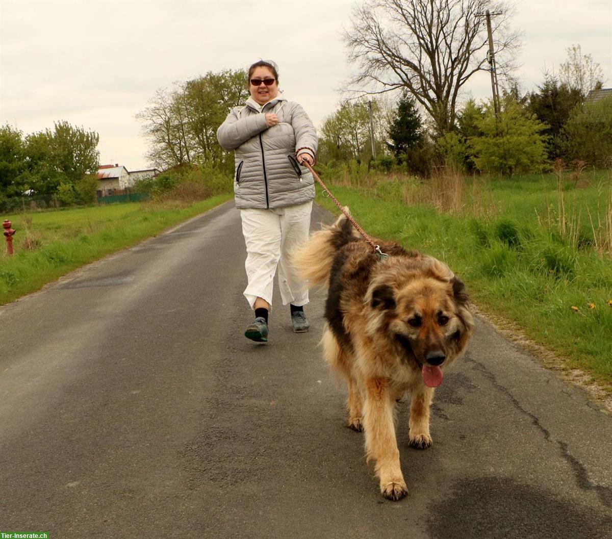 Bild 10: Rüde Larry, ca. 5-jährig, 70cm, ein lieber & freundlicher Hund