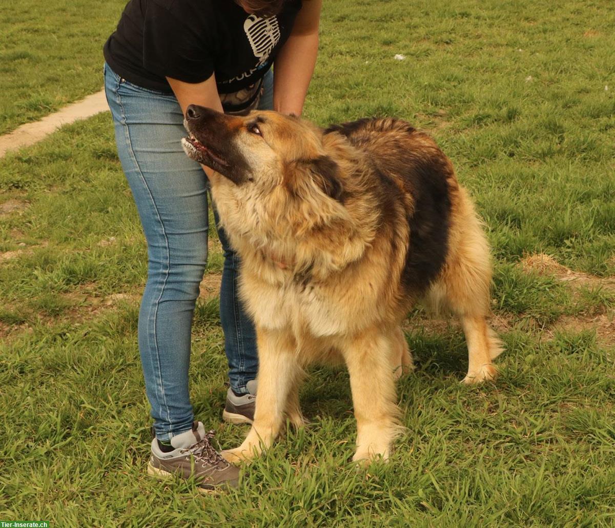 Bild 2: Rüde Larry, ca. 5-jährig, 70cm, ein lieber & freundlicher Hund