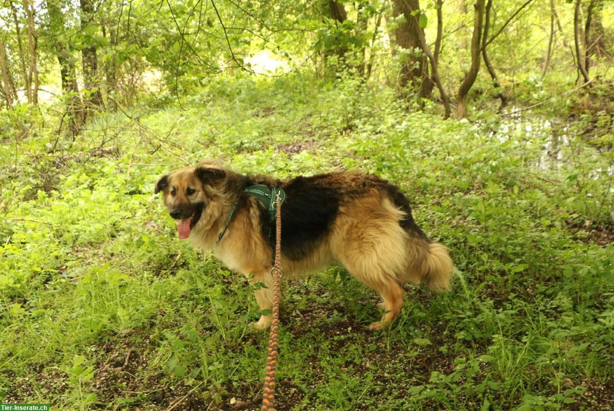 Bild 3: Rüde Larry, ca. 5-jährig, 70cm, ein lieber & freundlicher Hund