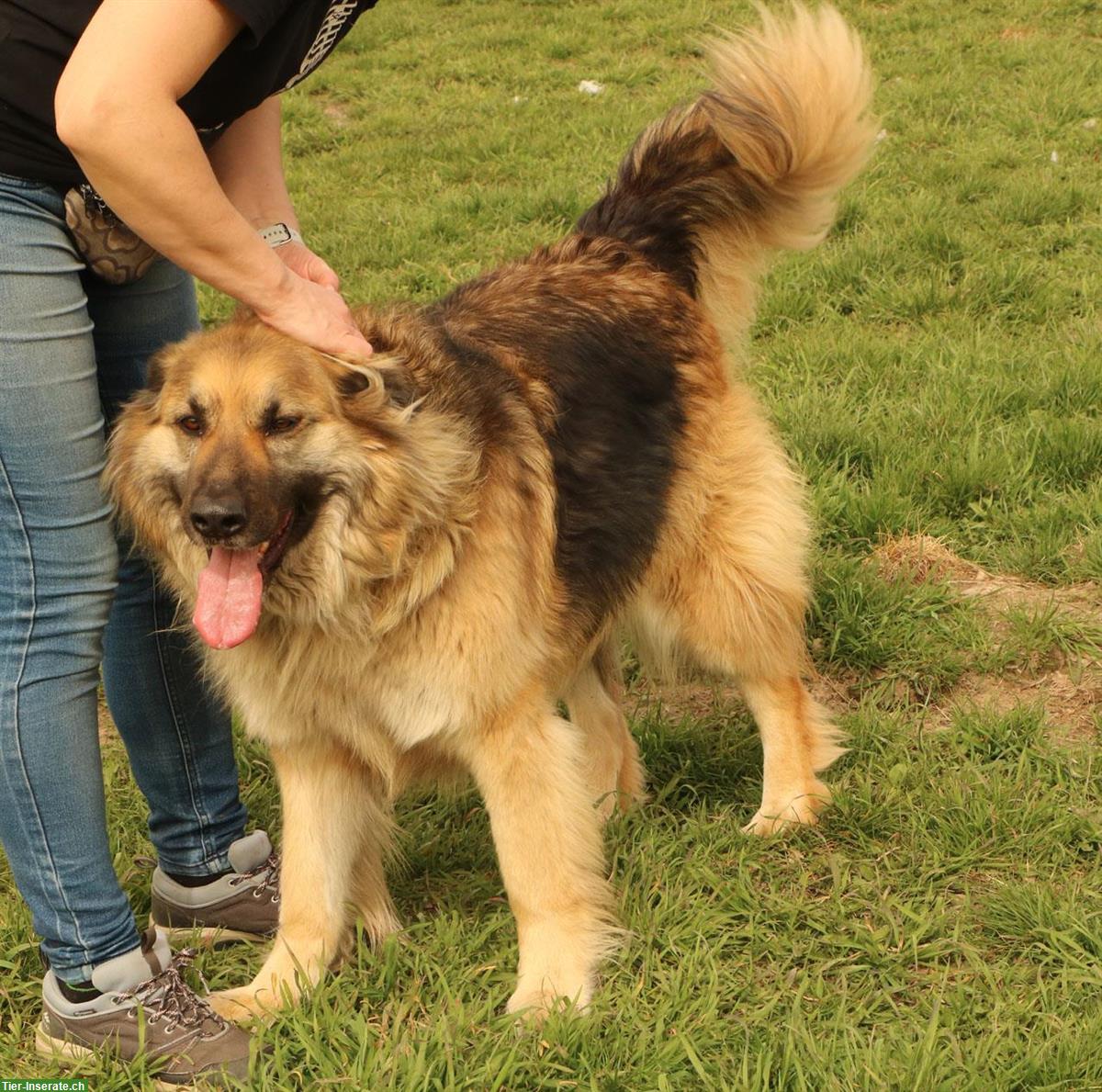 Bild 4: Rüde Larry, ca. 5-jährig, 70cm, ein lieber & freundlicher Hund