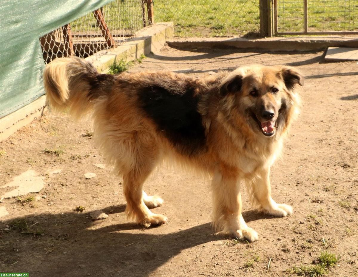 Bild 6: Rüde Larry, ca. 5-jährig, 70cm, ein lieber & freundlicher Hund