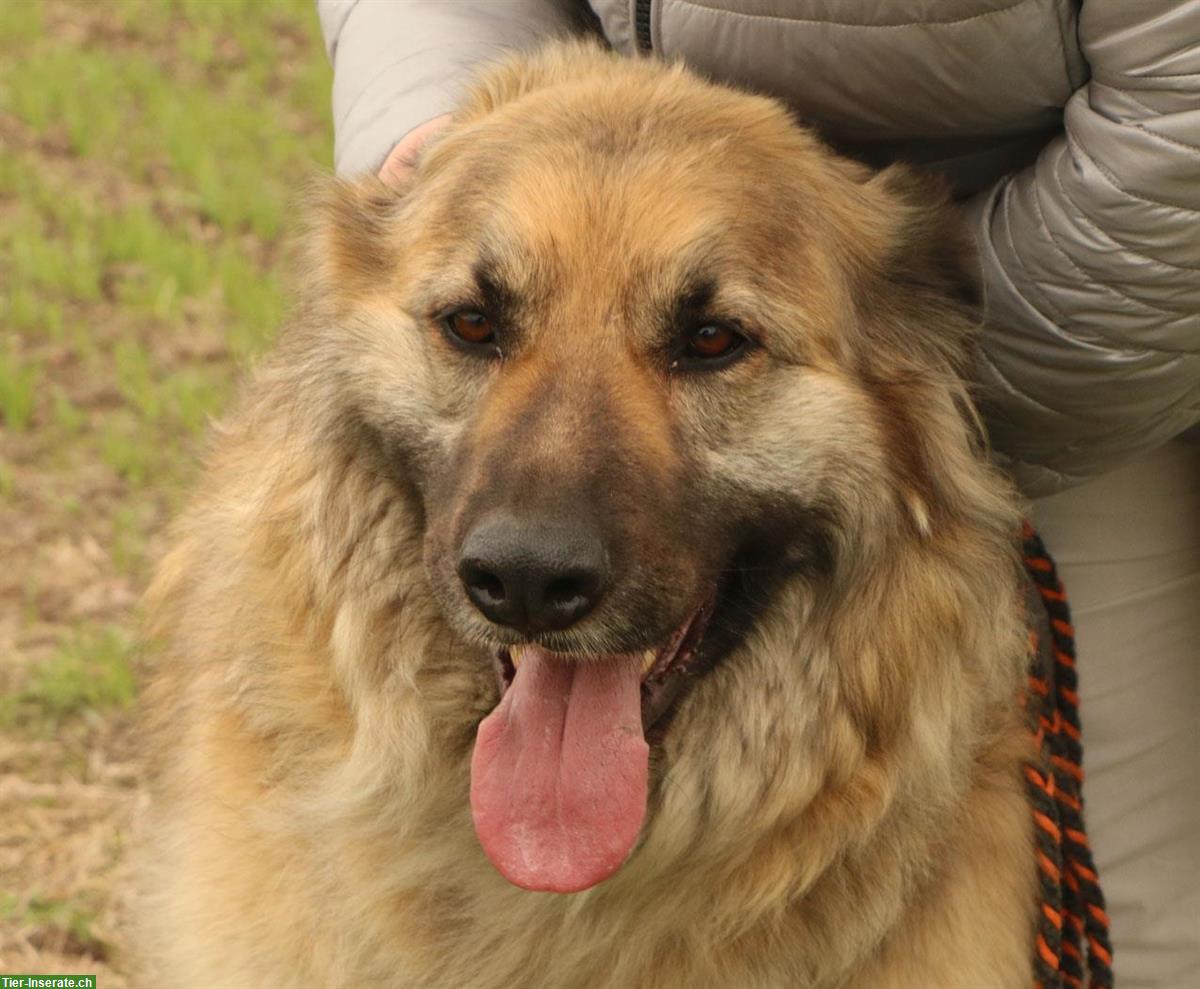 Bild 7: Rüde Larry, ca. 5-jährig, 70cm, ein lieber & freundlicher Hund