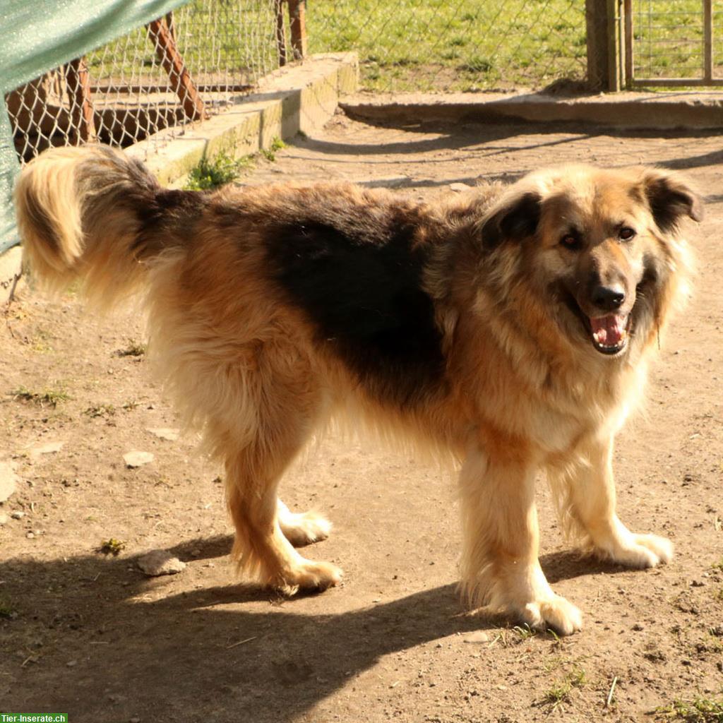 Bild 8: Rüde Larry, ca. 5-jährig, 70cm, ein lieber & freundlicher Hund