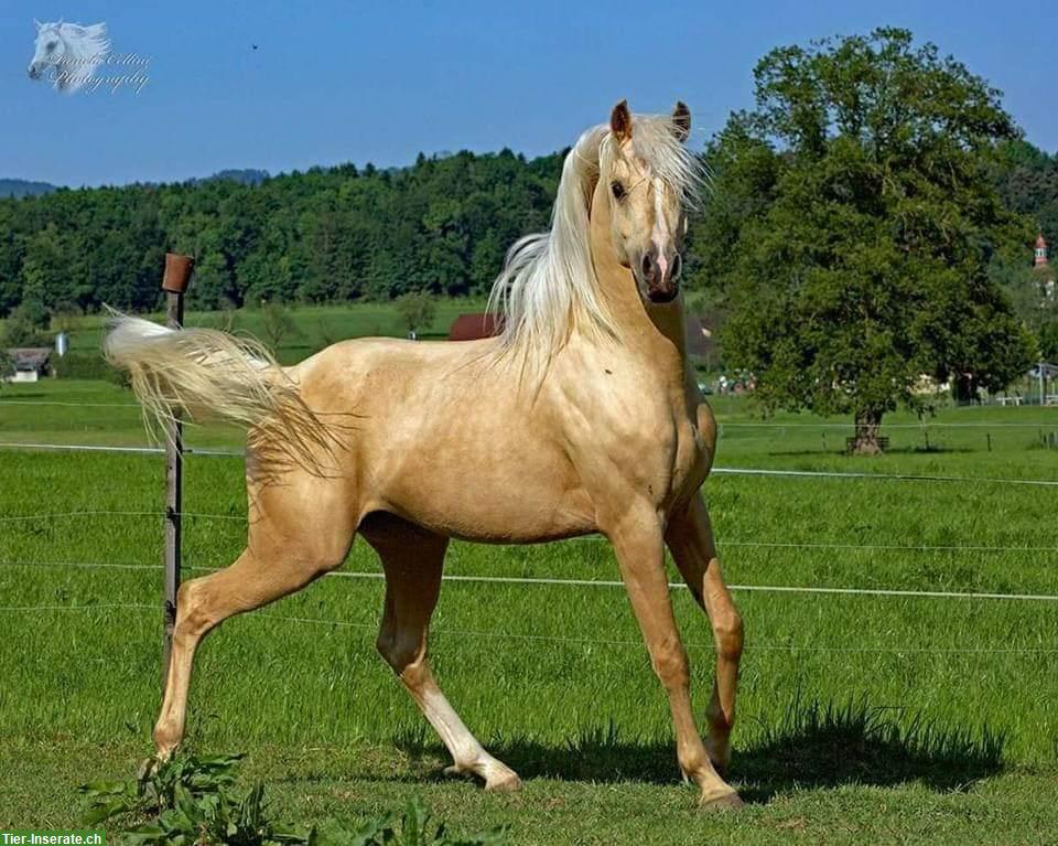 Nadir ibn Nafida | Palomino Arabisch Partbred Hengst