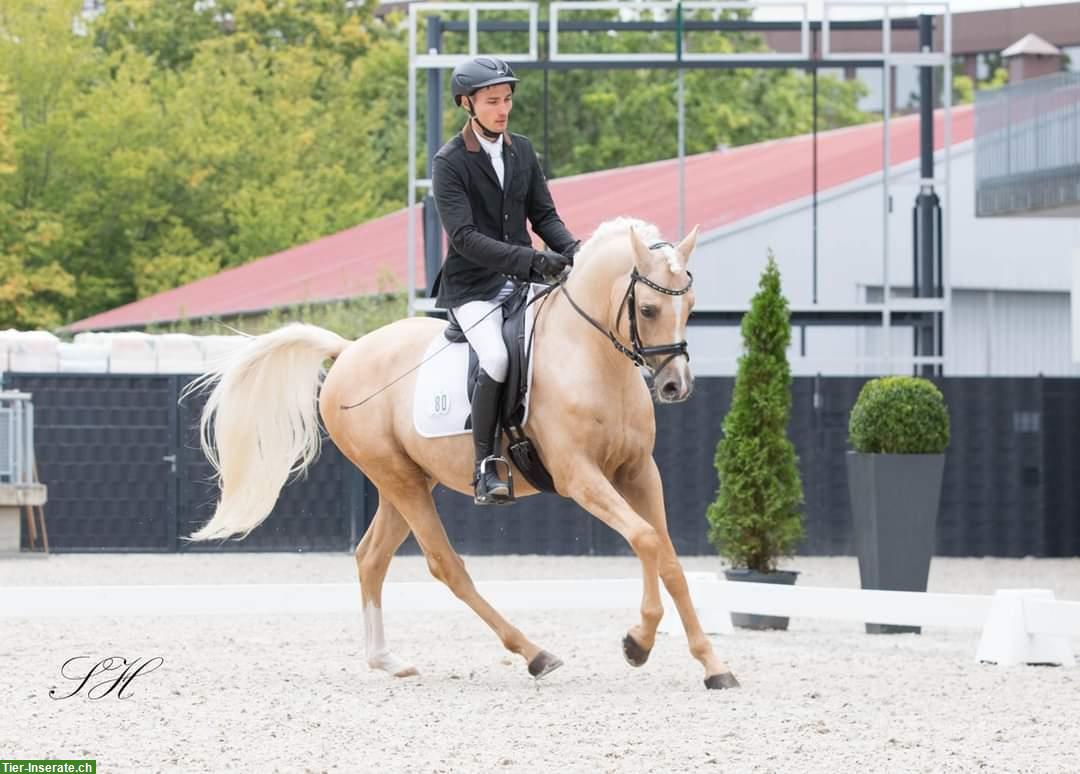 Bild 3: Nadir ibn Nafida | Palomino Arabisch Partbred Hengst