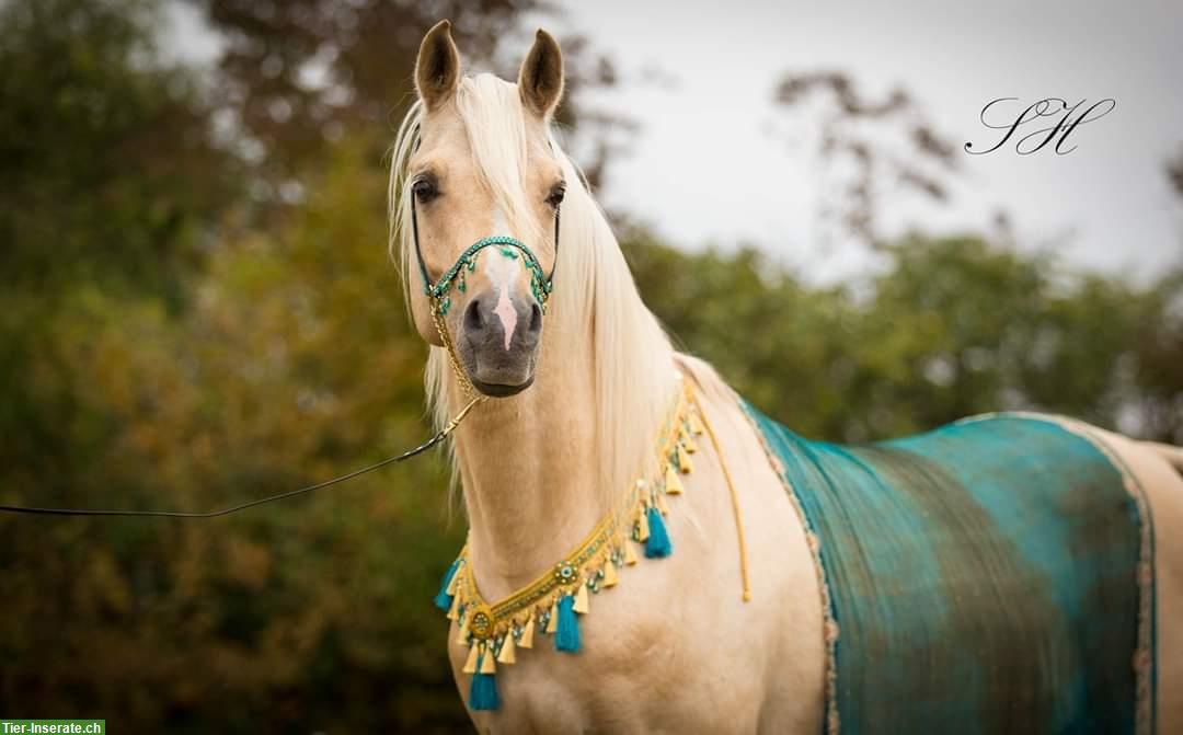 Bild 6: Nadir ibn Nafida | Palomino Arabisch Partbred Hengst