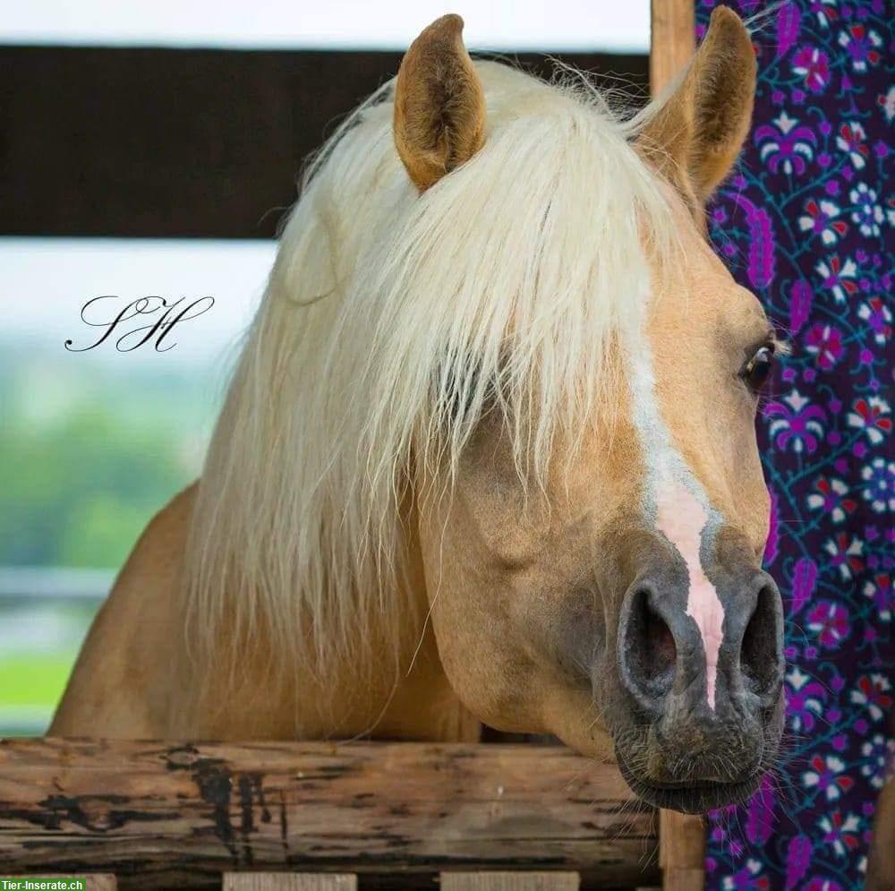 Bild 7: Nadir ibn Nafida | Palomino Arabisch Partbred Hengst