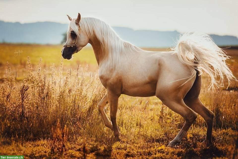 Bild 8: Nadir ibn Nafida | Palomino Arabisch Partbred Hengst