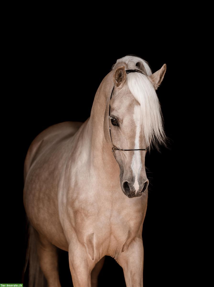 Bild 9: Nadir ibn Nafida | Palomino Arabisch Partbred Hengst