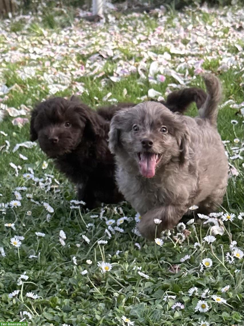 Tolle Mini Medium Aussiedoodle Welpen suchen tolle Familien