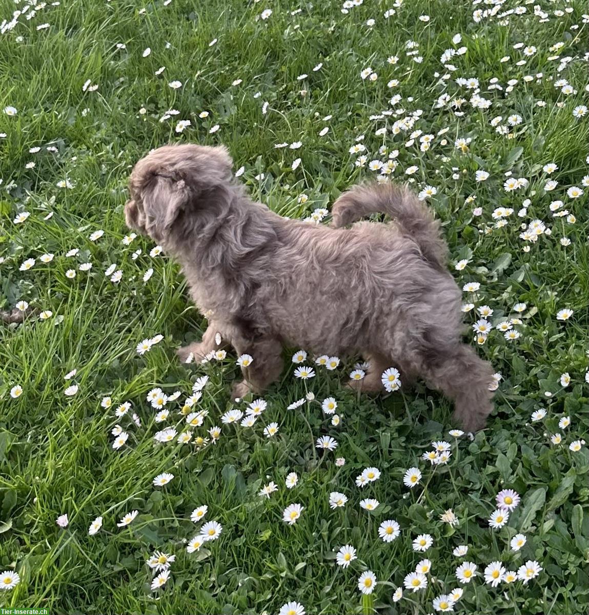 Bild 3: Tolle Mini Medium Aussiedoodle Welpen suchen tolle Familien