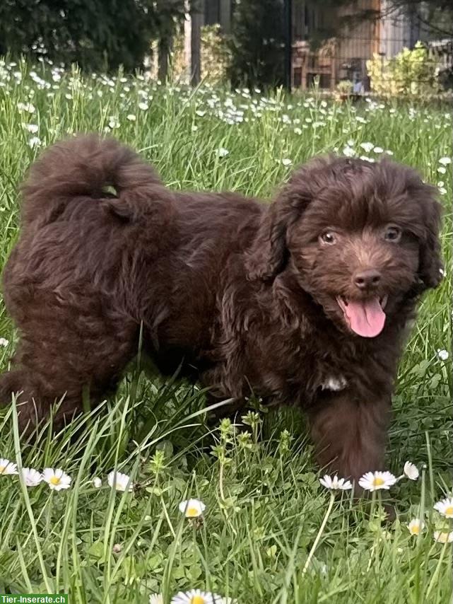 Bild 4: Tolle Mini Medium Aussiedoodle Welpen suchen tolle Familien