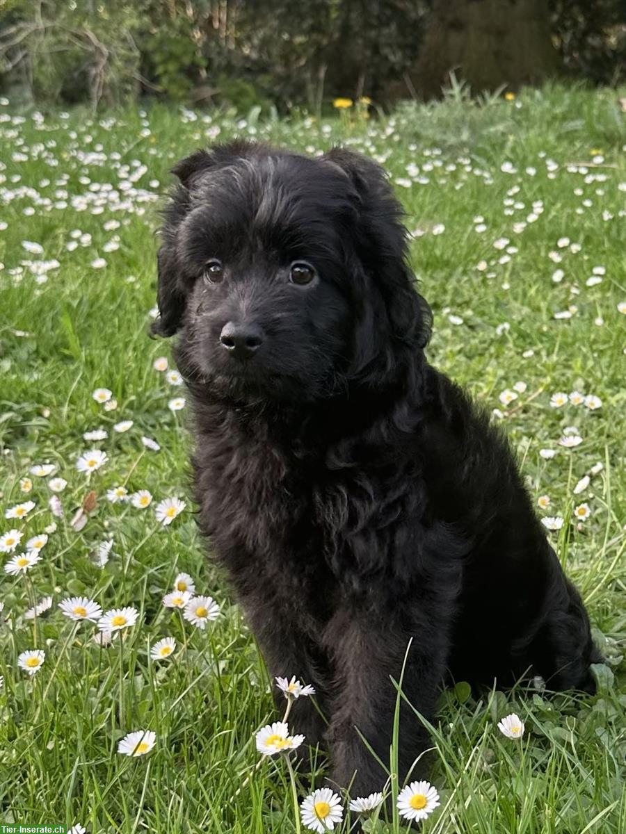 Bild 5: Tolle Mini Medium Aussiedoodle Welpen suchen tolle Familien