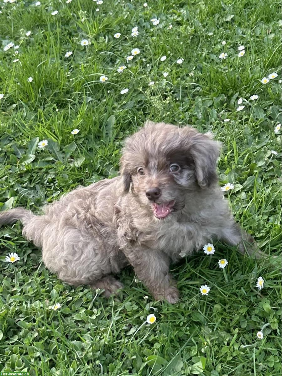 Bild 6: Tolle Mini Medium Aussiedoodle Welpen suchen tolle Familien