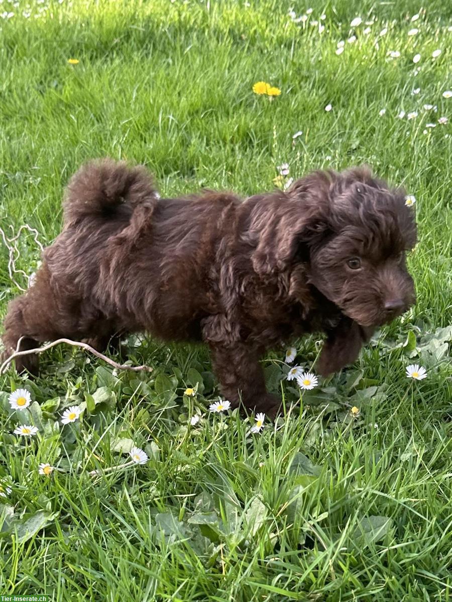 Bild 7: Tolle Mini Medium Aussiedoodle Welpen suchen tolle Familien