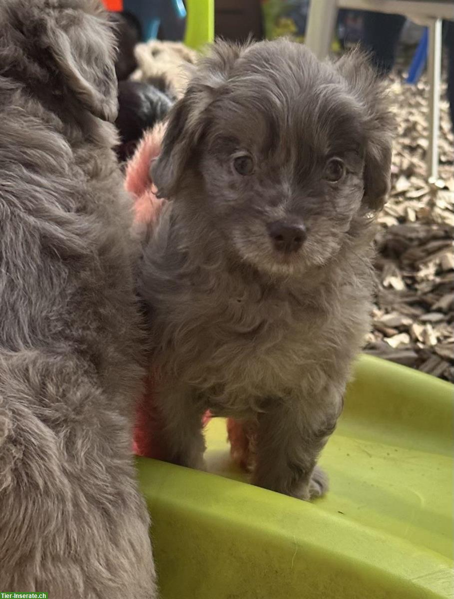 Bild 9: Tolle Mini Medium Aussiedoodle Welpen suchen tolle Familien