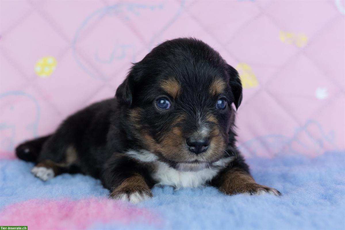 Mini Aussie, Miniature American Shepherd Welpen aus seriöser Zucht