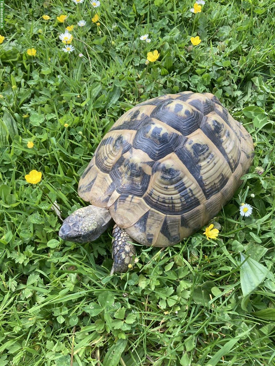 Griechische Landschildkröten Weibchen THB, 20-jährig, T. h. boettgeri