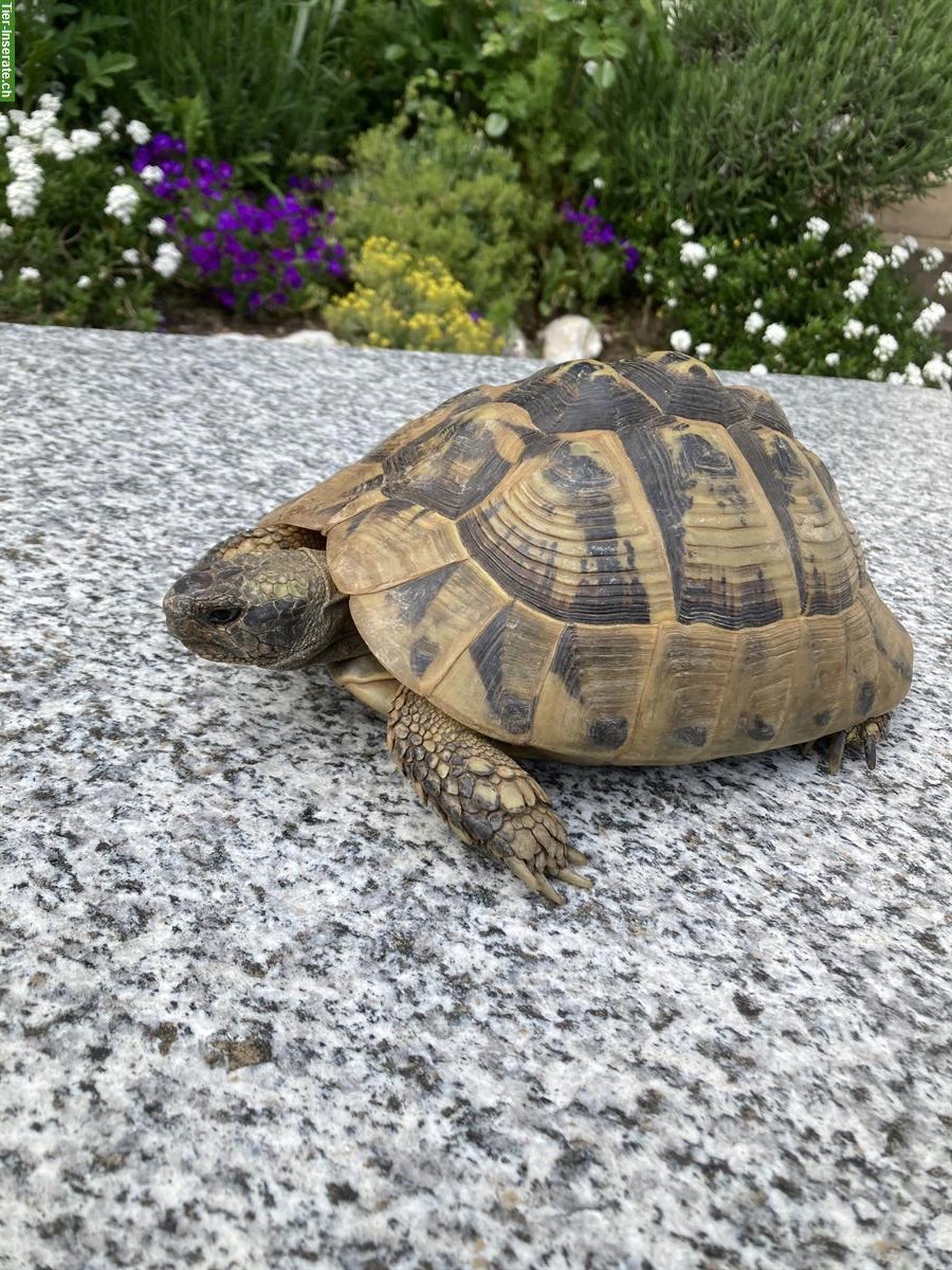 Bild 2: Griechische Landschildkröten Weibchen THB, 20-jährig, T. h. boettgeri