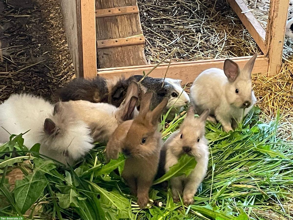 Kaninchen & Meerschweinchen Auffangstation, Vermittlung