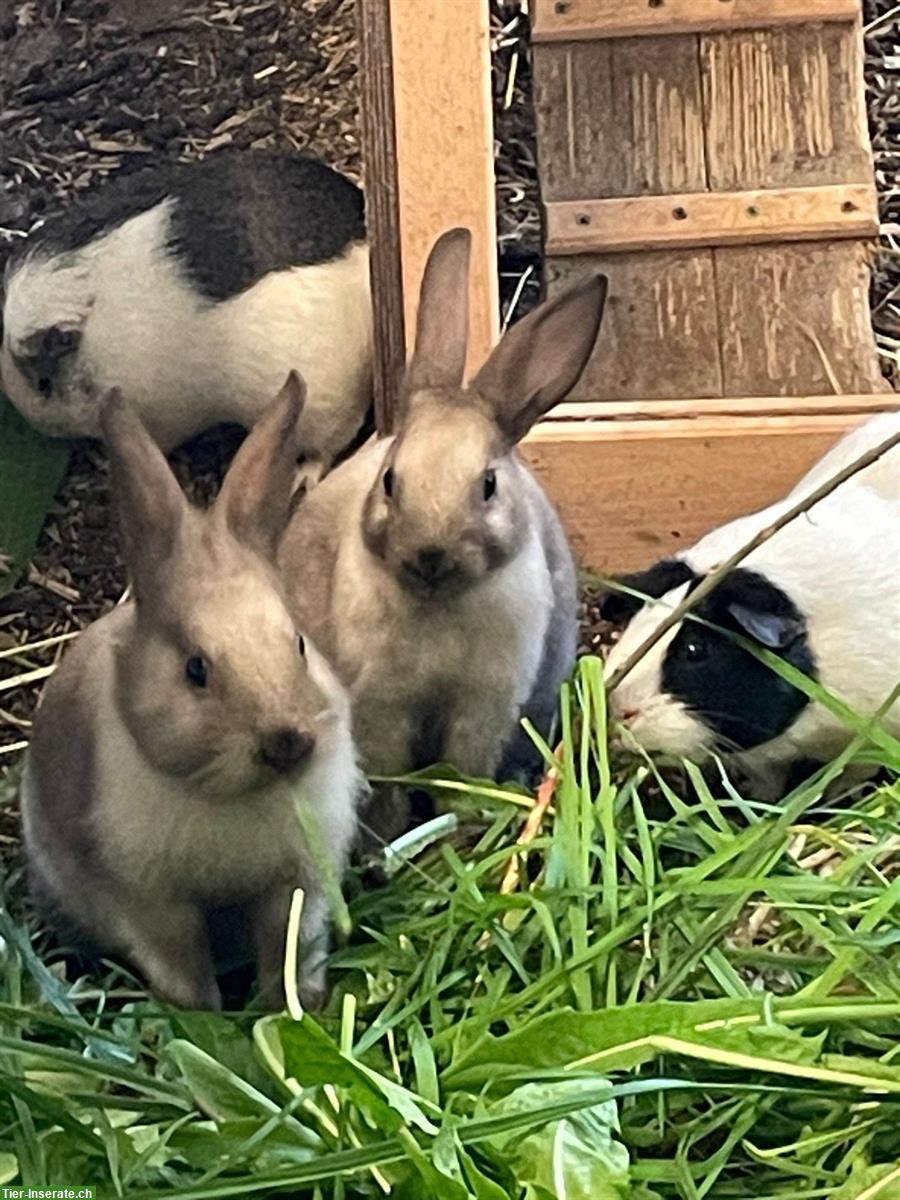 Bild 4: Kaninchen & Meerschweinchen Auffangstation, Vermittlung