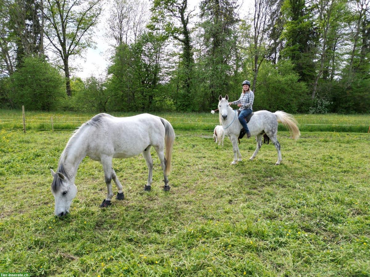 Reitunterricht / Bodenarbeitsunterricht Natural Horsemanship