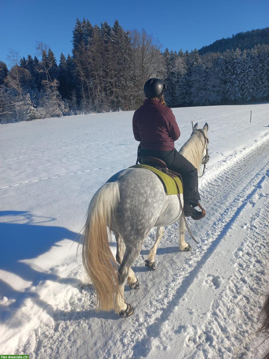 Bild 4: Reitunterricht / Bodenarbeitsunterricht Natural Horsemanship