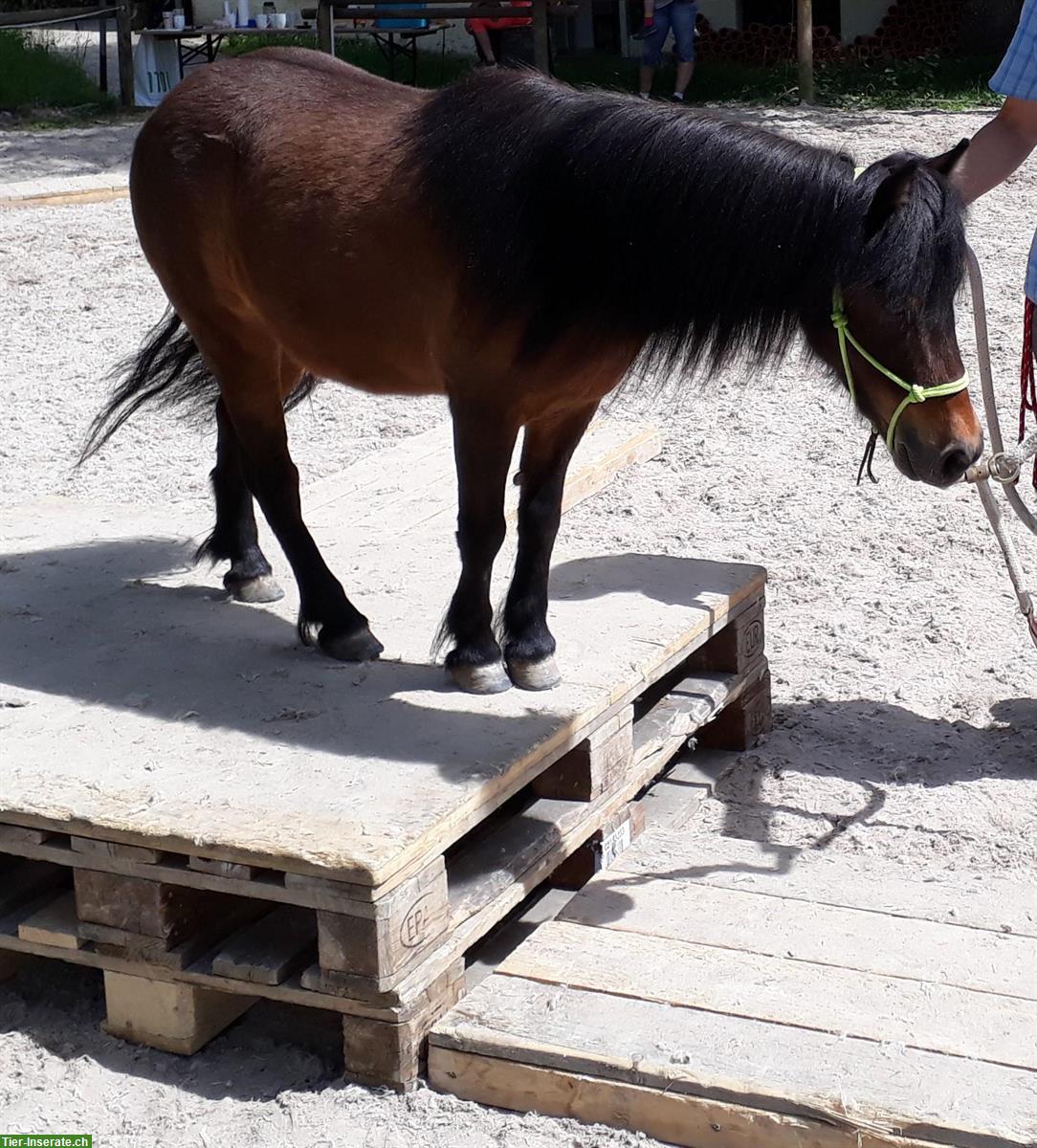 Bild 5: Reitunterricht / Bodenarbeitsunterricht Natural Horsemanship