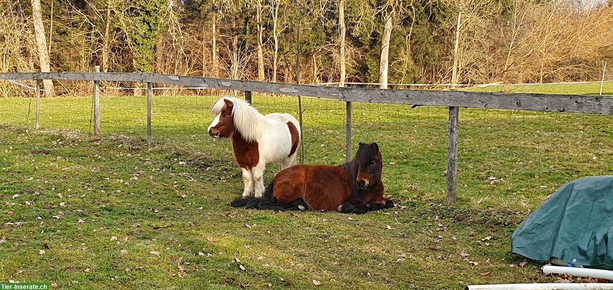 Bild 6: Reitunterricht / Bodenarbeitsunterricht Natural Horsemanship