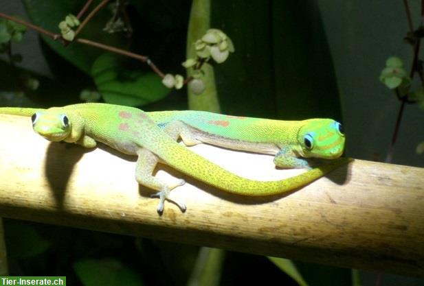 1.1 Phelsuma laticauda laticauda, Goldstaub-Taggecko