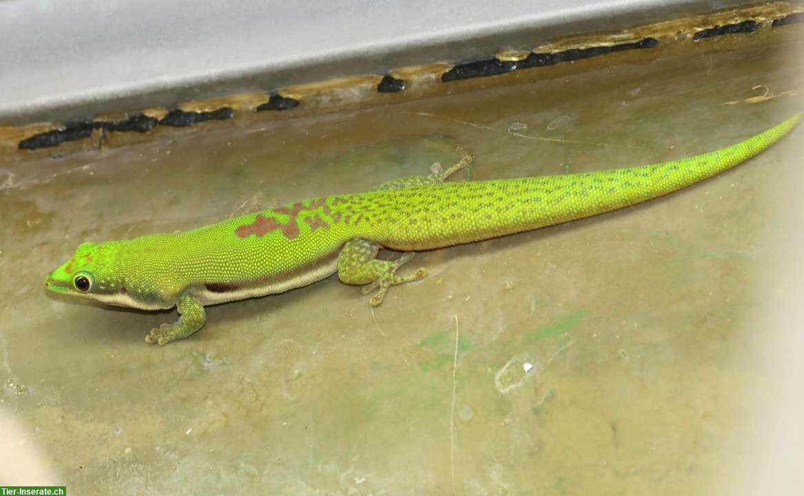 Phelsuma lineata bombetokensis, Streifentaggecko