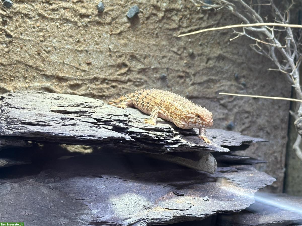 0.1 Egernia epsisolus, australischer Stachelschwanzskink