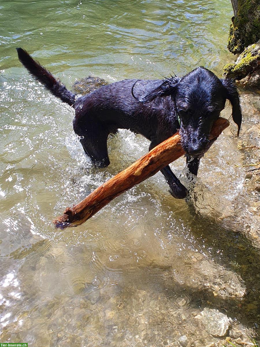 Bild 4: Käthis Hundebetreuung in Greifensee und Umgebung