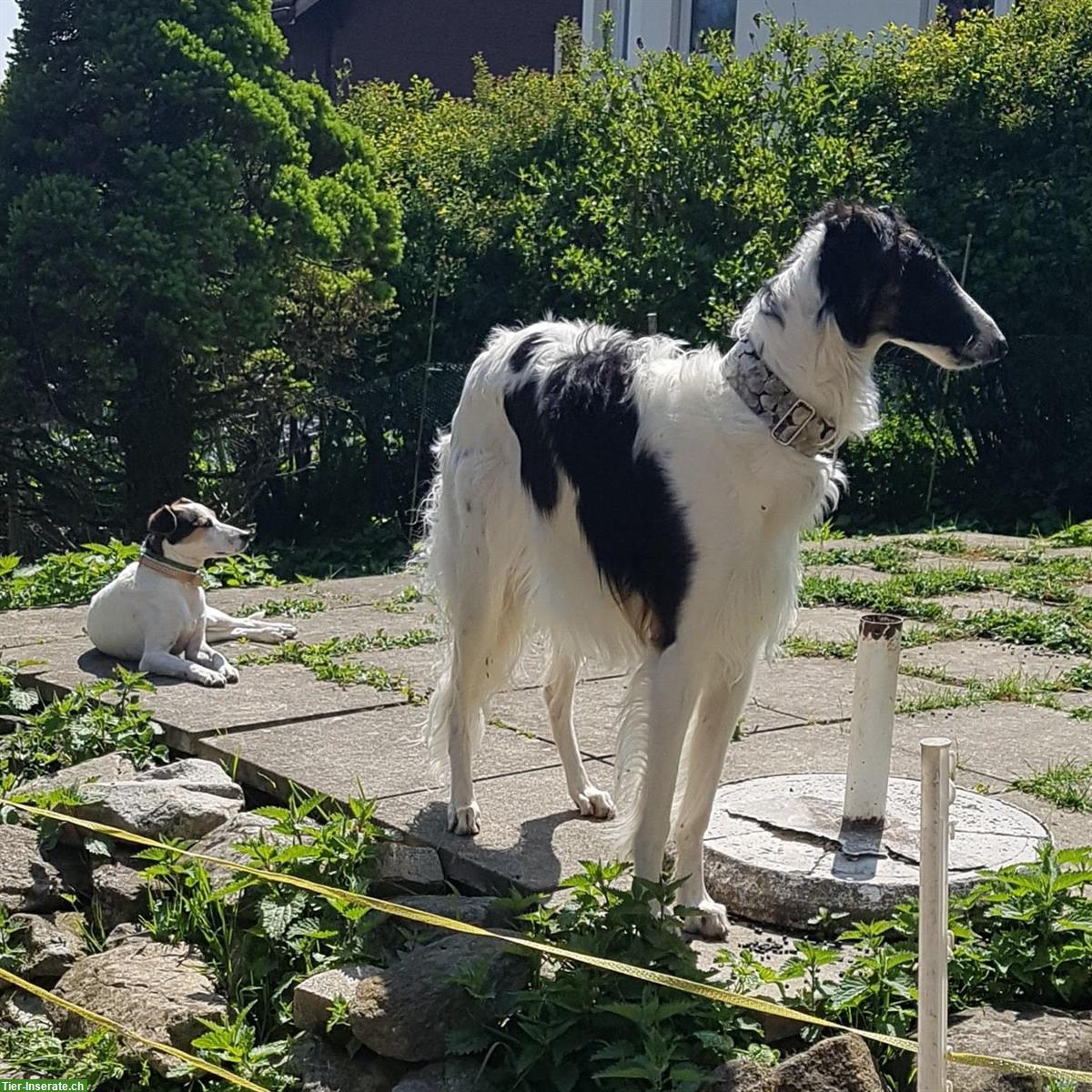 Tages und Ferienplätze für Hunde, Raum Altstätten SG