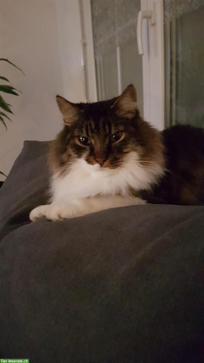 Maine Coon Kater noch immer vermisst/spurlos verschwunden