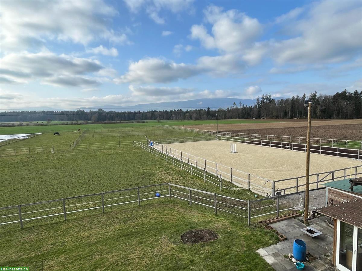 Reitbeteiligung auf KWPN Wallach, Kanton Bern