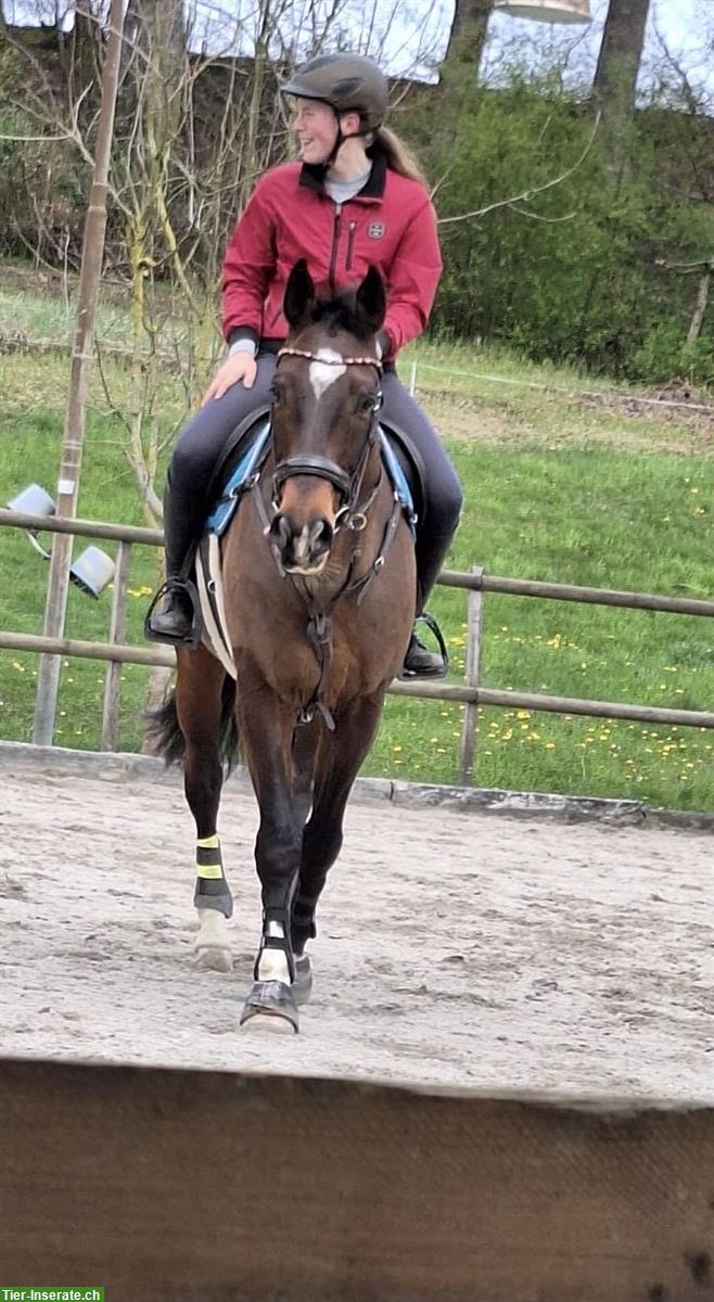 Bild 2: Reitbeteiligung auf KWPN Wallach, Kanton Bern