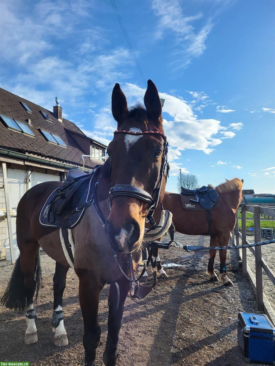 Bild 3: Reitbeteiligung auf KWPN Wallach, Kanton Bern