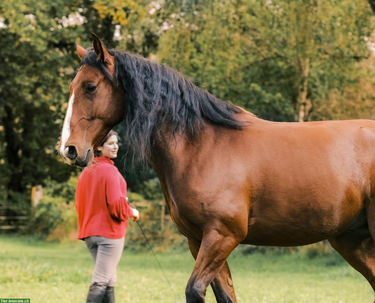 Reitbeteiligung für Junior gesucht :) Kanton Solothurn