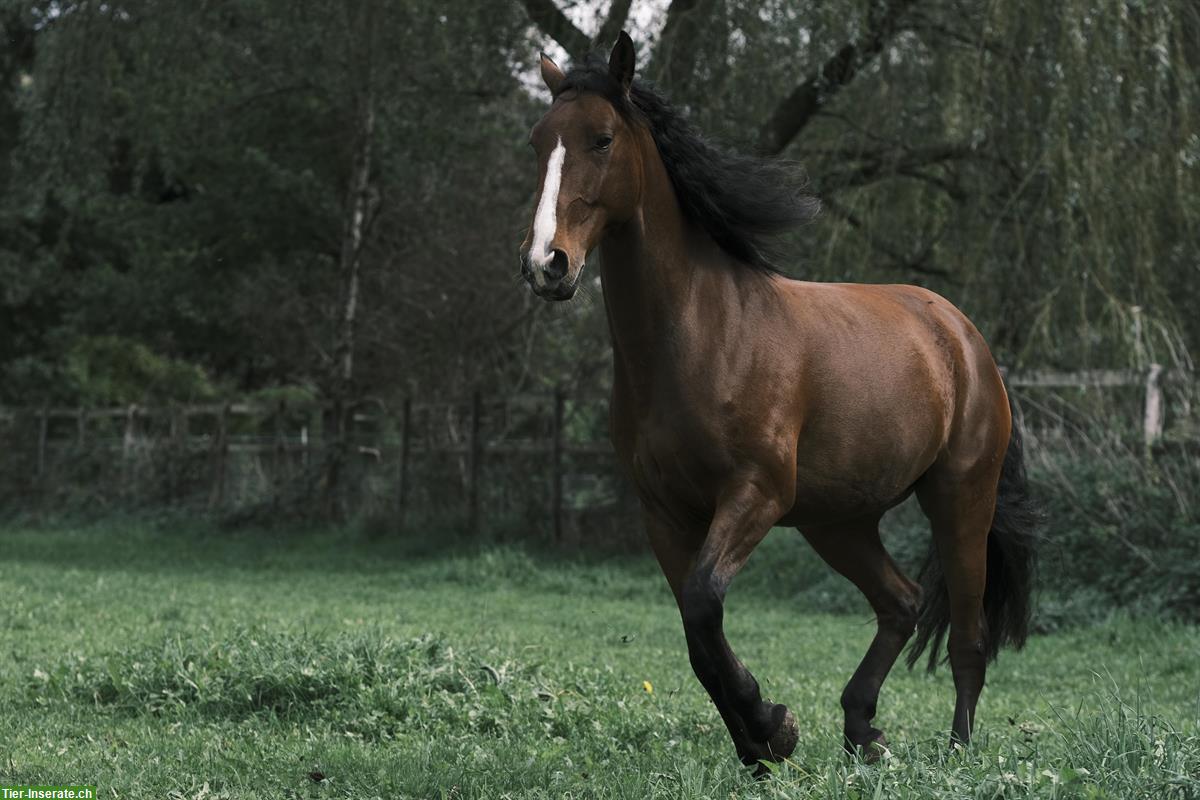 Bild 5: Reitbeteiligung für Junior gesucht :) Kanton Solothurn