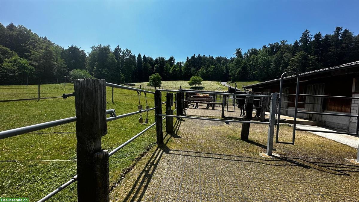 Schöne grosse Auslaufboxe zu vermieten in Maur ZH