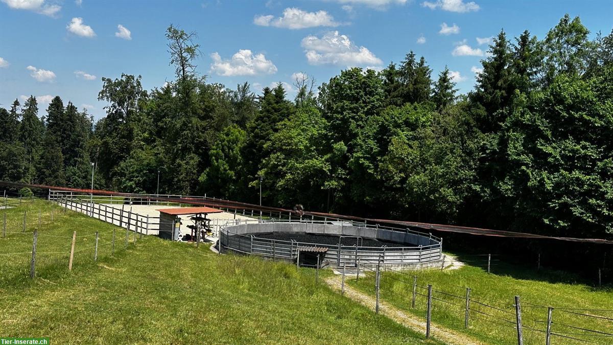 Bild 3: Schöne grosse Auslaufboxe zu vermieten in Maur ZH