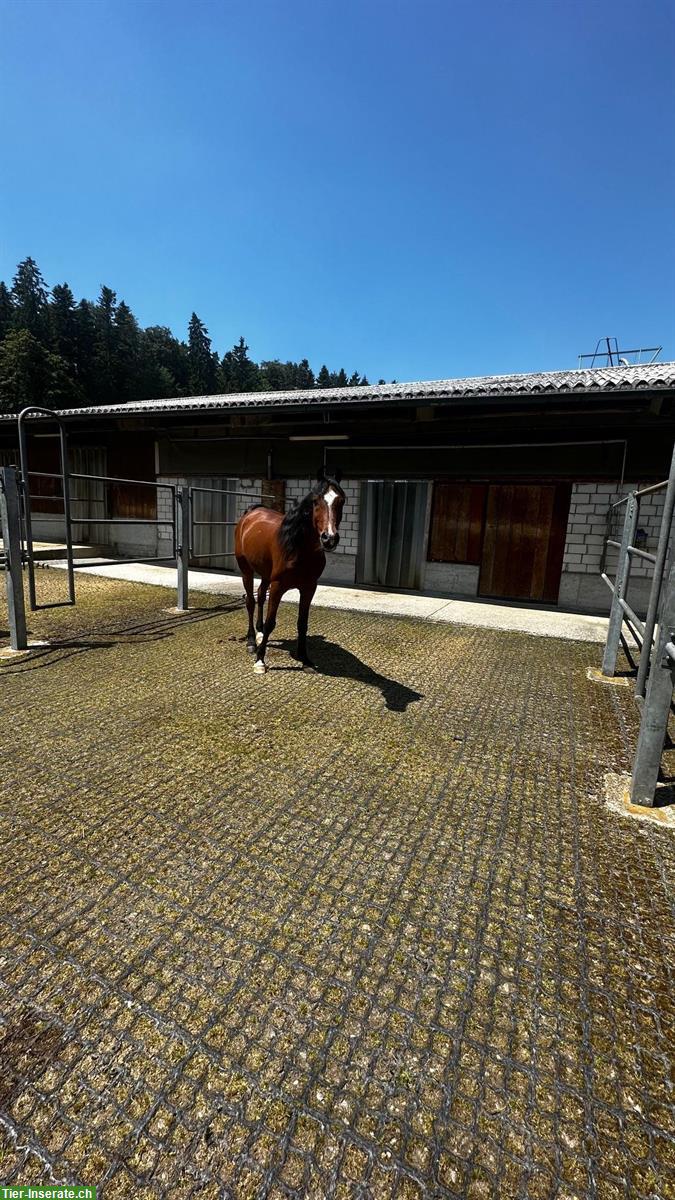 Bild 4: Schöne grosse Auslaufboxe zu vermieten in Maur ZH