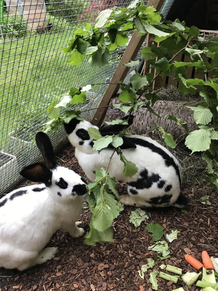 Bild 3: Ferienplatz für Kaninchen und Meerschweinchen