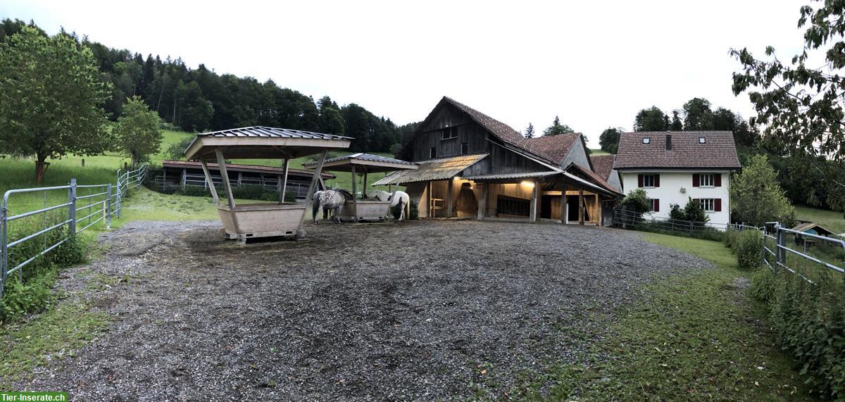 Freier Platz in Offenstall im ZH-Oberland