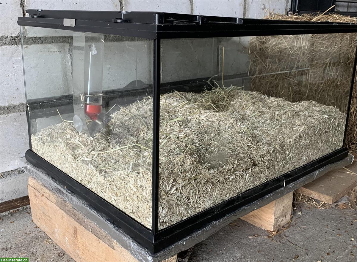 Bild 3: Kleineres Terrarium mit Zubehör für Zwerghamster