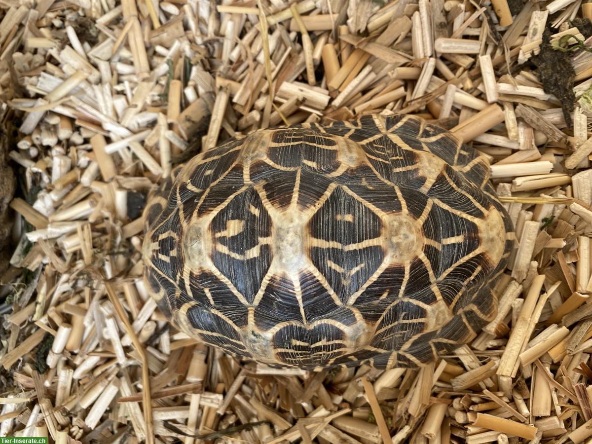 Bild 2: Geochelone elegans, Indische Sternschildkröte zu verkaufen