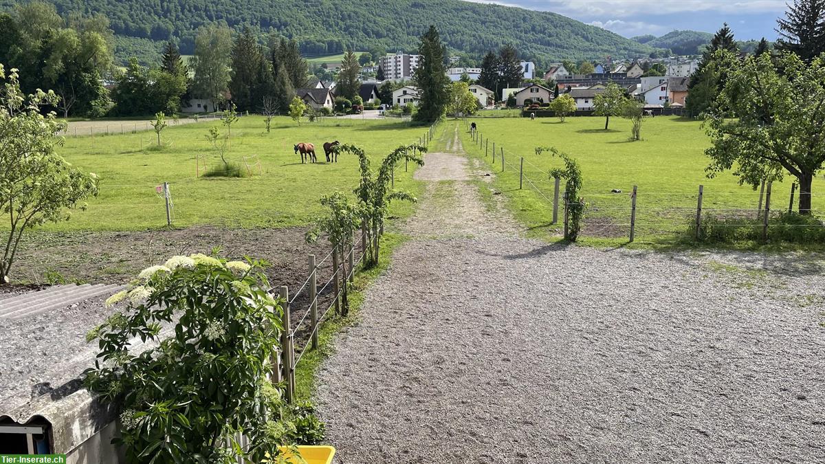 Bild 4: Pensionsplatz / Allergiker / Altersweide im Kanton Solothurn