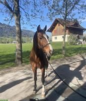 Biete Spazier-/Reitbeteiligung auf Wallach in Benken SG