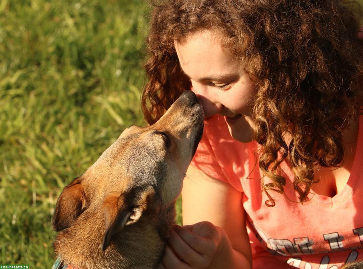 Bild 3: Hündin Dafne, ca. 4-jährig, geht gerne spazieren und ist verträglich